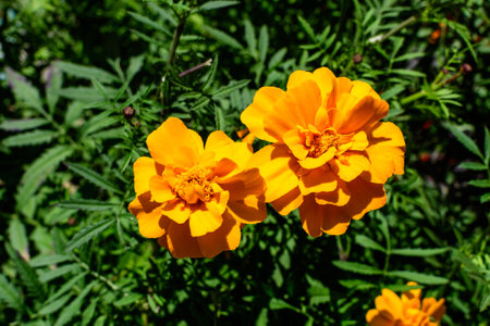 Two orange tagetes or African marigold flowers in a a garden in a sunny summer garden, textured floral background photographed with soft focusの写真素材