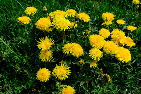 Close up of many vivid yellow dandelion or Taraxacum wild flowers in a spring garden and blured green leaves in the backgroundの写真素材