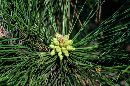 Close up of delicate small green leaves of pine conifer tree in a sunny spring garden, beautiful outdoor monochrome background photographed with selective focusの写真素材