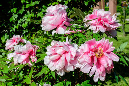 Bush with many large delicate pink peony flowers in direct sunlight, in a garden in a sunny summer day, beautiful outdoor floral background photographed with selective focusの写真素材