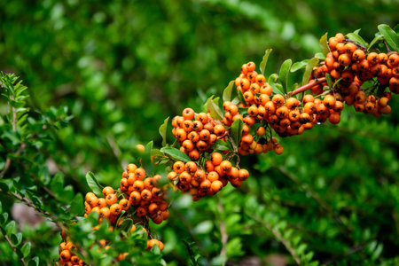 Small yellow and orange fruits or berries of Pyracantha plant, also known as firethorn in a garden...