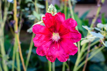 Many delicate pink magenta flowers of Althaea officinalis plant, commonly known as marsh-mallow in a British cottage style garden in a sunny summer day, beautiful outdoor floral backgroundの写真素材