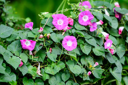 Many delicate vivid pink flowers of morning glory plant in a a garden in a sunny summer garden, outdoor floral background photographed with soft focusの写真素材