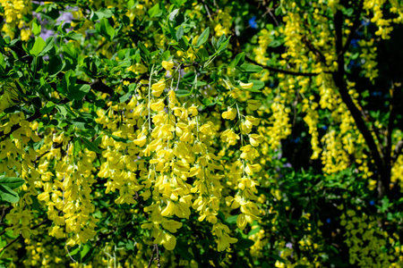 Tree with many yellow flowers and buds of Laburnum anagyroides, the common laburnum, golden chain or golden rain, in full bloom in a sunny spring garden, beautiful outdoor floral backgroundの写真素材