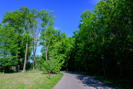 Landscape with old green trees and grey alley in Mogosoaia Park (Parcul Mogosoaia), a weekend...