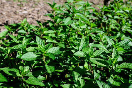 Fresh green peppermint or mentha Ã piperita, also known as Mentha balsamea leaves in direct sunlight, in an organic herbs garden, in a sunny summer dayの写真素材