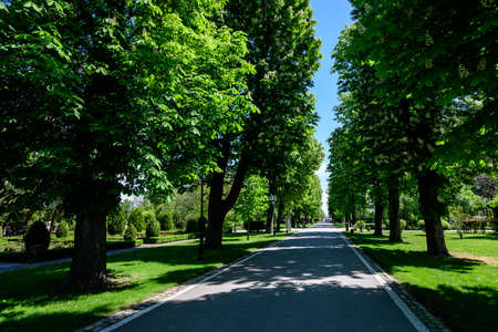 Landscape with old green trees and grey alley in Mogosoaia Park (Parcul Mogosoaia), a weekend attraction close to  Bucharest, Romania, in a sunny spring dayの写真素材