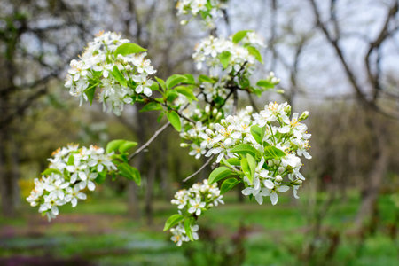 Close up of a branch with white apple tree flowers in full bloom with blurred background in a garden in a sunny spring day, beautiful Japanese cherry blossoms floral background, sakuraの写真素材
