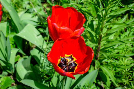 Two delicate red tulips in full bloom in a sunny spring garden, beautiful outdoor floral background...