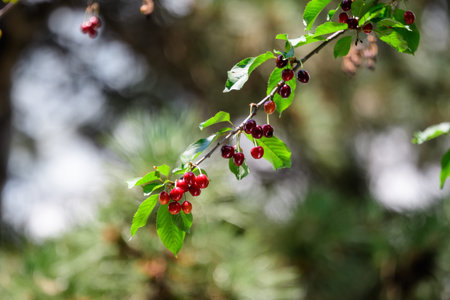 Close up of a ripe fresh red cherries and green leaves in a tree orchard in a garden in a sunny...
