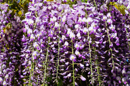 Close up of many light blue Wisteria flowers and large green leaves towards clear blue sky in a garden in a sunny spring day, beautiful outdoor floral background photographed with selective focusの写真素材