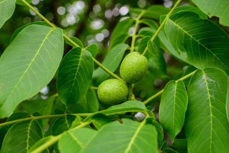 Delicate small vivid green walnuts and large leaves in tree, in direct sunlight in a garden in a sunny summer day, beautiful outdoor floral background photographed with soft focusの写真素材