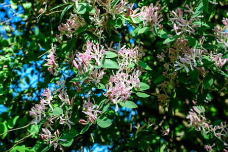 Small fresh loght pink flowers and green leaves on branches of blue leaf honeysuckle plant (Latin name lonicera korolkowii) in a garden in a sunny spring dayの写真素材
