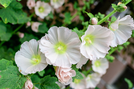 Many delicate white flowers of Althaea officinalis plant, commonly known as marsh-mallow in a British cottage style garden in a sunny summer day, beautiful outdoor floral backgroundの写真素材