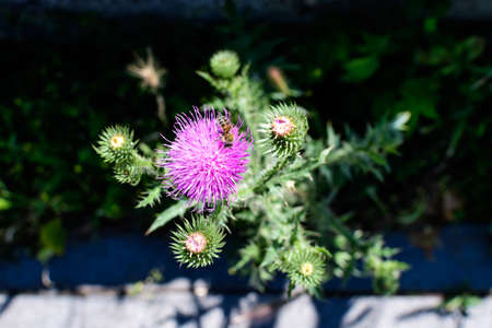 Delicate pink and purple flower of Carduus nutans plant, commonly known as musk or nodding plumeless thistle, in a garden in a sunny summer day, national flower and symbol of Scotland, United Kingdomの写真素材