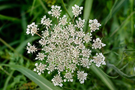 Many delicate white flowers of Anthriscus sylvestris wild perennial plant, commonly known as cow...