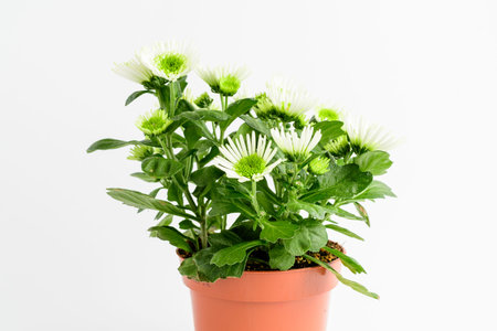 Many delicate white flowers of Chrysanthemum also known as mums or chrysanths, and green leaves in a garden pot near a white wall, beautiful indoor floral background photographed with soft focusの写真素材