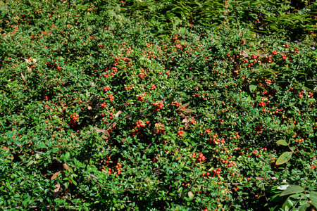 Small red fruits or berries of Pyracantha plant, also known as firethorn in a garden in a sunny...