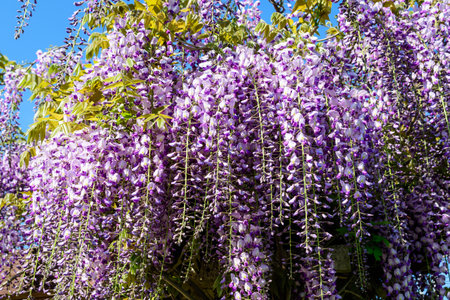 Close up of many light blue Wisteria flowers and large green leaves towards clear blue sky in a garden in a sunny spring day, beautiful outdoor floral background photographed with selective focusの写真素材