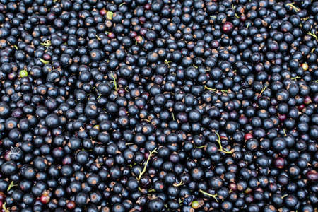 Large harvest of organic grown Blackcurrant or cassis fruits in a basket displayed for sale at a street food market, beautiful monochrome background of healthy foodの写真素材