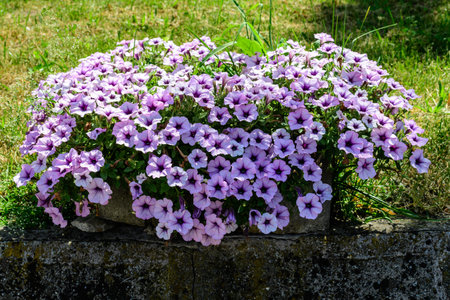 Large group of vivid purple and white Petunia axillaris flowers and green leaves in a garden pot in a sunny summer dayの写真素材