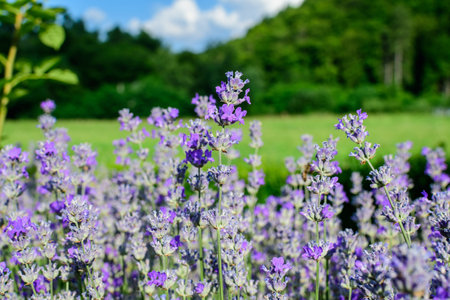 Many small blue lavender flowers in a garden in a sunny summer day photographed with selective...