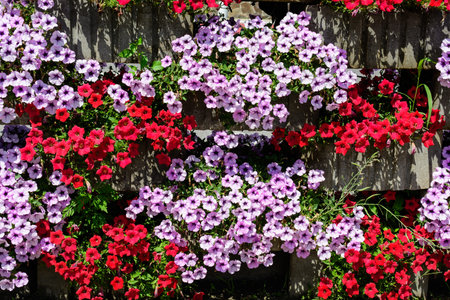 Large group of vivid red, purple and white Petunia axillaris flowers and green leaves in a garden...
