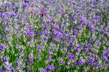 Many small blue lavender flowers in a garden in a sunny summer day photographed with selective focus, beautiful outdoor floral backgroundの写真素材