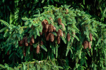 Many green leaves or needles and brown cones of fir coniferous tree in a forest at at mountains, in a sunny summer day, beautiful outdoor monochrome backgroundの写真素材