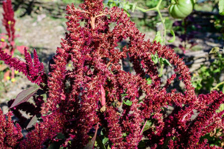 Close up of dark red purple flowers of Amaranthus, commonly known as amaranth, in a herbs garden in a sunny autumn dayの写真素材