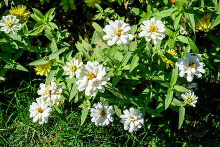 Close up of many beautiful large white zinnia flowers in full bloom on blurred green background, photographed with soft focus in a garden in a sunny summer dayの写真素材