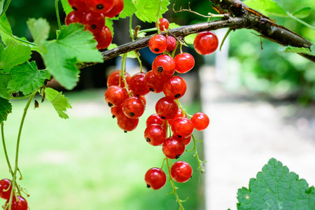Fresh organic grown ripe red currant or cassis fruits on a plant in a garden in a sunny summer day,...