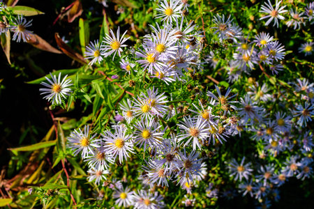 Many small vivid blue flowers of Aster amellus plant, known as the European Michaelmas daisy, in a...