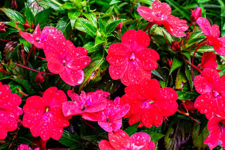 Close up of vivid red impatiens walleriana flowers in a sunny summer garden, beautiful outdoor floral background photographed with soft focusの写真素材