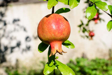 One small raw pomegranate fruit and green leaves in a large tree in direct sunlight in an orchard garden in a sunny summer day, beautiful outdoor floral background photographed with selective focusの写真素材