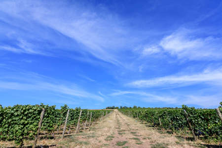 Row with large plants with many ripe organic grapes and green leaves in vineyard in a sunny autumn dayの写真素材