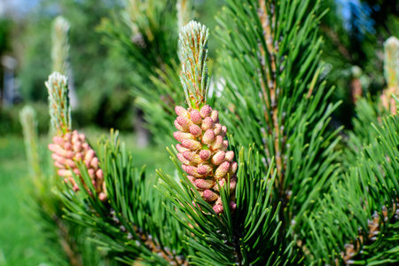 Close up of delicate small green leaves of pine conifer tree in a sunny spring garden, beautiful outdoor monochrome background photographed with selective focusの写真素材