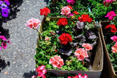 Vivid red Pelargonium flowers, known as geraniums or storksbills and fresh green leaves in small...