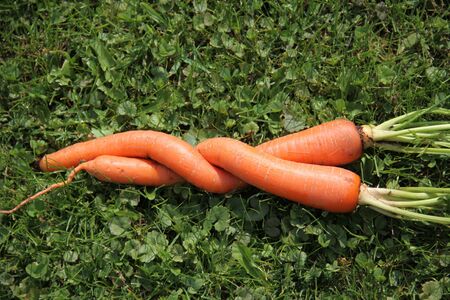 Tangled carrotの写真素材