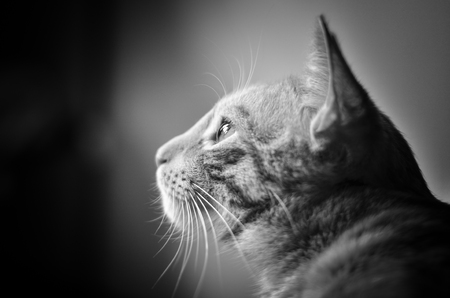 Catditationの写真素材