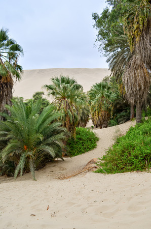 Oasis huacachinaの写真素材