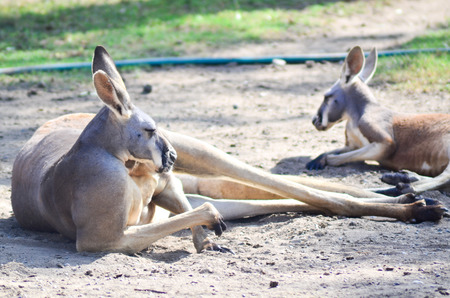Kangaroo coupleの写真素材