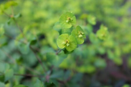 Euphorbia amygdaloides (Purpurea), outdoor plants 2020の写真素材