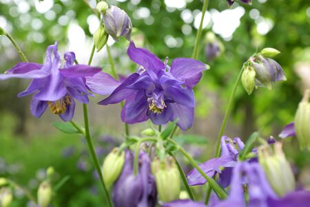 Aquilegia hybr. (Double Blue-White), outdoor plants 2020の写真素材