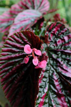 Fuchsie - (2019)の写真素材