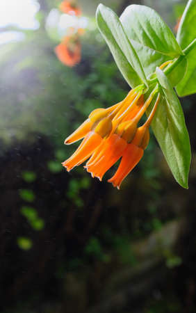 Macleania alataの写真素材