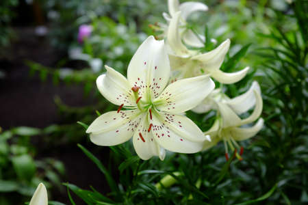 Lilium, White tigerの写真素材