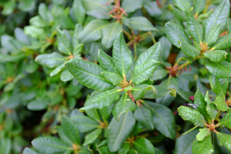 Rhododendron forrestii, Elisabeth Hobbieの写真素材