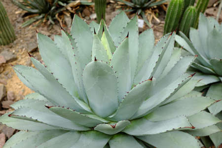 Agave potatorum, Agavaceae, Mexicoの写真素材