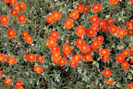 Helianthemum hybr. (Brilliant), outdoor plantsの写真素材